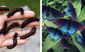 One Man Single-Handedly Repopulates Rare Butterfly Species In His Own Backyard