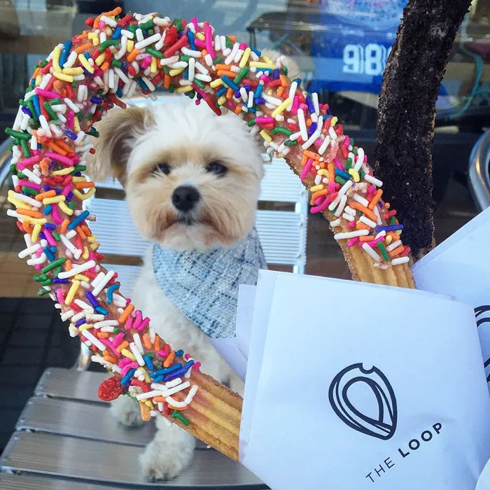 This Rescue Dog's Instagram Filled With Food Porn Is Your New Favorite Foodie