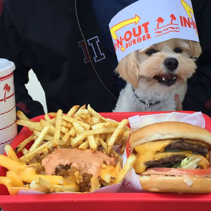 This Rescue Dog's Instagram Filled With Food Porn Is Your New Favorite Foodie