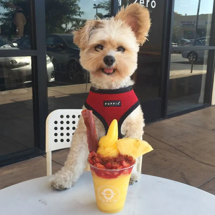 This Rescue Dog's Instagram Filled With Food Porn Is Your New Favorite Foodie
