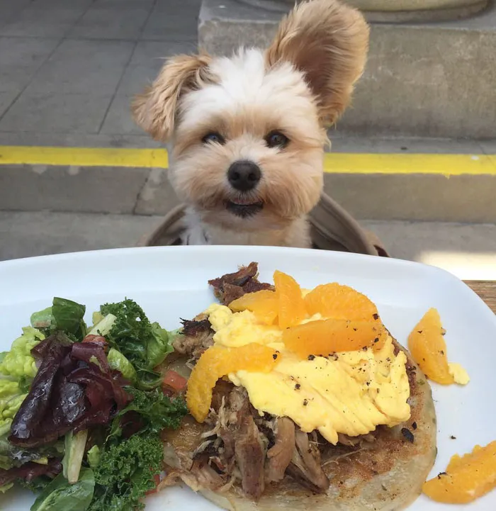 This Rescue Dog's Instagram Filled With Food Porn Is Your New Favorite Foodie