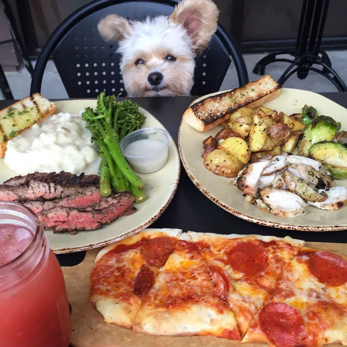 This Rescue Dog's Instagram Filled With Food Porn Is Your New Favorite Foodie
