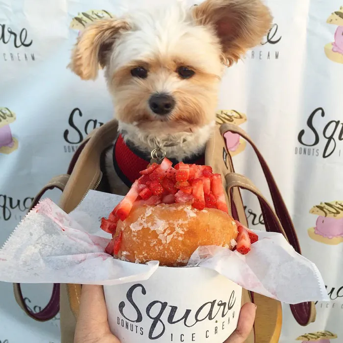 This Rescue Dog's Instagram Filled With Food Porn Is Your New Favorite Foodie