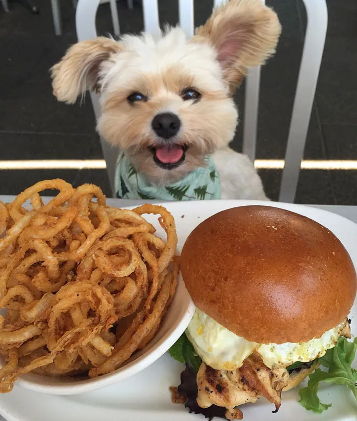 This Rescue Dog's Instagram Filled With Food Porn Is Your New Favorite Foodie