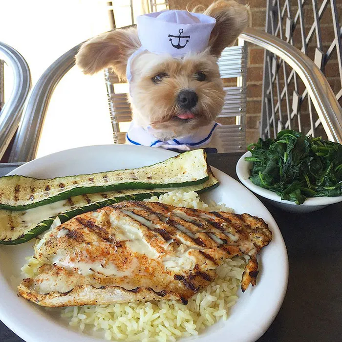 This Rescue Dog's Instagram Filled With Food Porn Is Your New Favorite Foodie