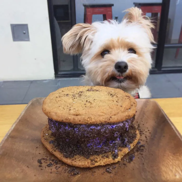 This Rescue Dog's Instagram Filled With Food Porn Is Your New Favorite Foodie