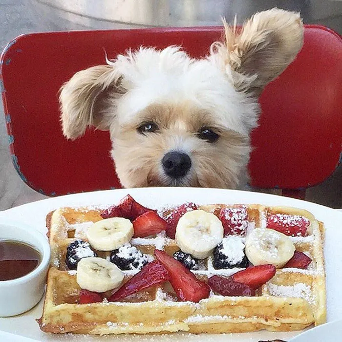This Rescue Dog's Instagram Filled With Food Porn Is Your New Favorite Foodie