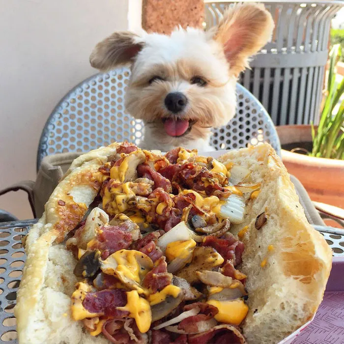 This Rescue Dog's Instagram Filled With Food Porn Is Your New Favorite Foodie