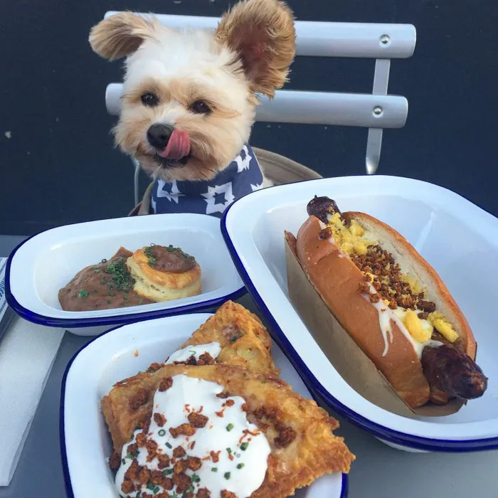 This Rescue Dog's Instagram Filled With Food Porn Is Your New Favorite Foodie