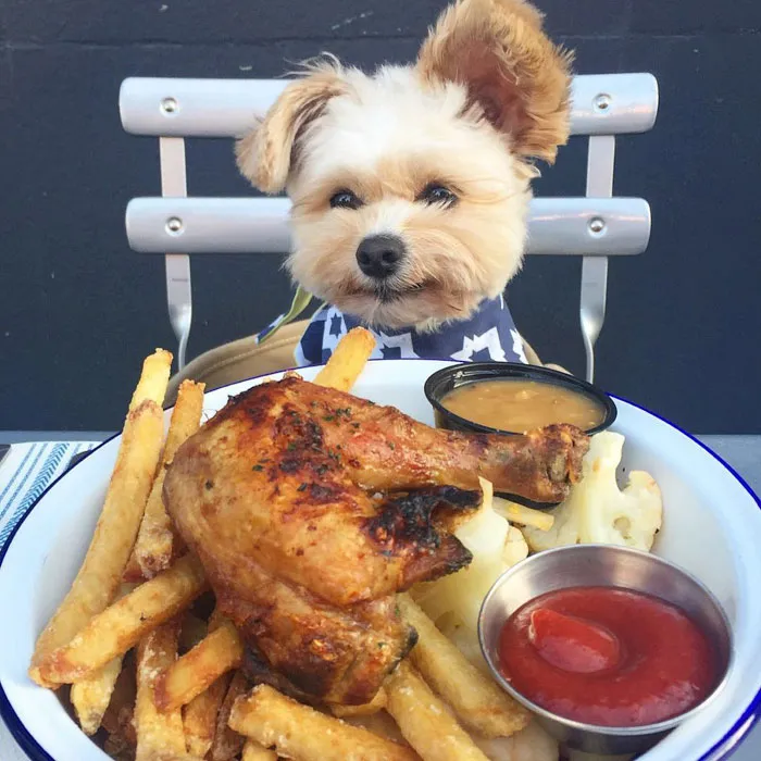 This Rescue Dog's Instagram Filled With Food Porn Is Your New Favorite Foodie