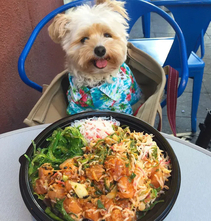 This Rescue Dog's Instagram Filled With Food Porn Is Your New Favorite Foodie