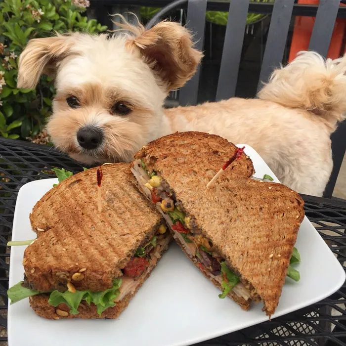 This Rescue Dog's Instagram Filled With Food Porn Is Your New Favorite Foodie