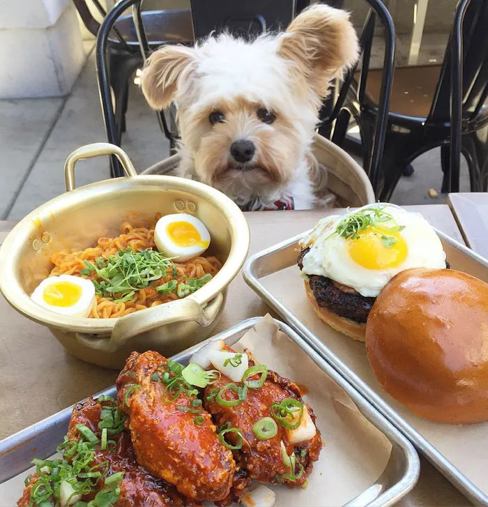 This Rescue Dog's Instagram Filled With Food Porn Is Your New Favorite Foodie
