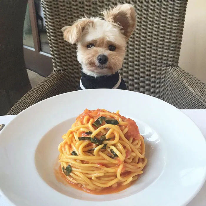 This Rescue Dog's Instagram Filled With Food Porn Is Your New Favorite Foodie