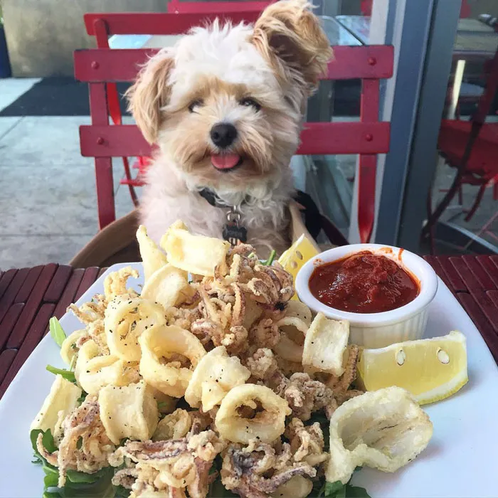 This Rescue Dog's Instagram Filled With Food Porn Is Your New Favorite Foodie