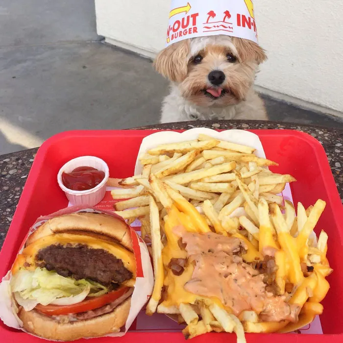 This Rescue Dog's Instagram Filled With Food Porn Is Your New Favorite Foodie