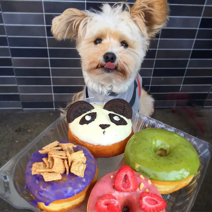 This Rescue Dog's Instagram Filled With Food Porn Is Your New Favorite Foodie
