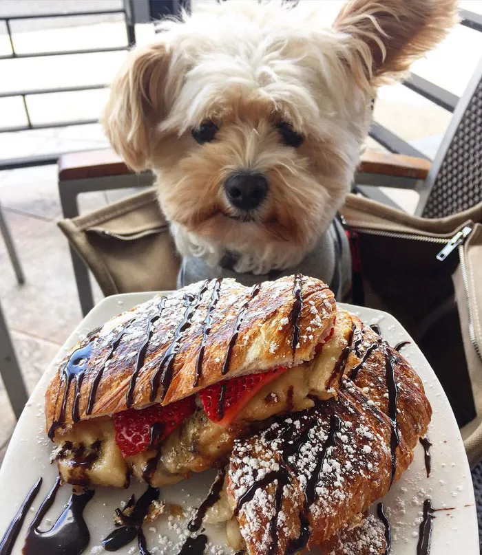This Rescue Dog's Instagram Filled With Food Porn Is Your New Favorite Foodie