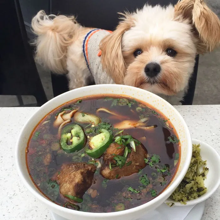 This Rescue Dog's Instagram Filled With Food Porn Is Your New Favorite Foodie