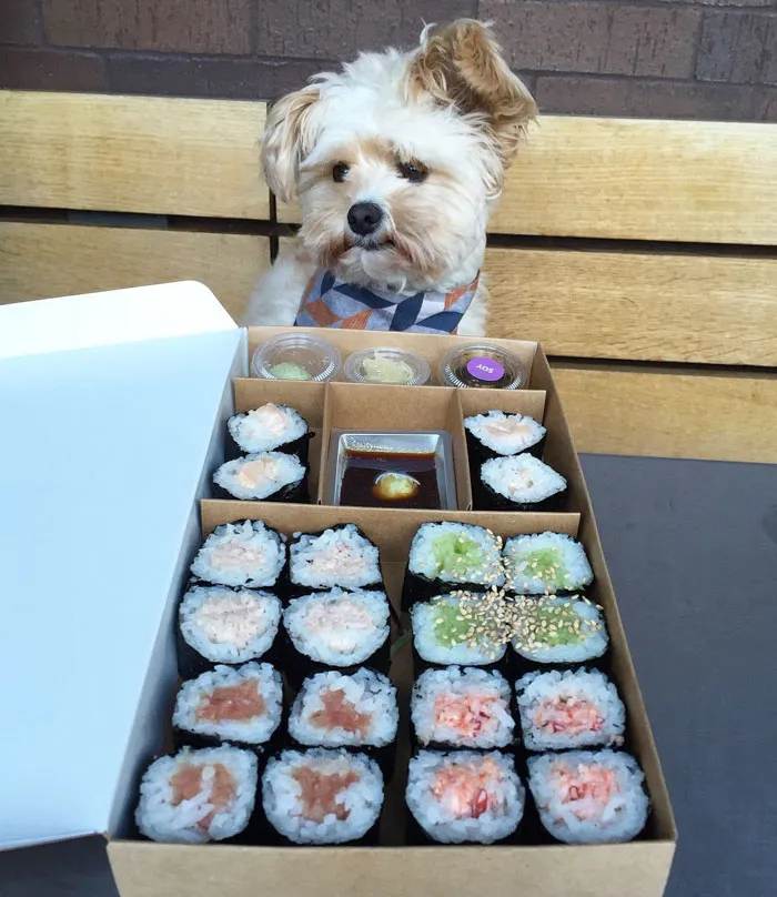 This Rescue Dog's Instagram Filled With Food Porn Is Your New Favorite Foodie