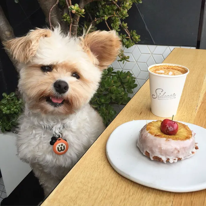 This Rescue Dog's Instagram Filled With Food Porn Is Your New Favorite Foodie