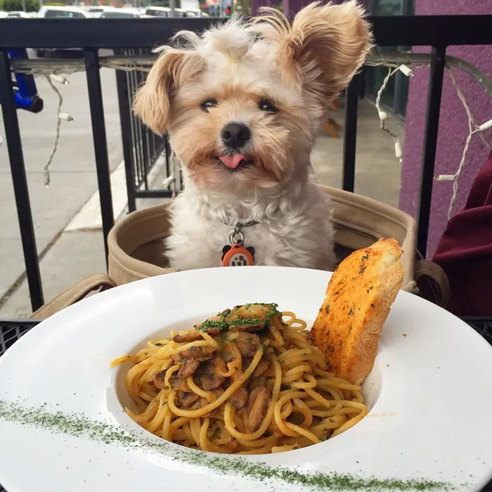 This Rescue Dog's Instagram Filled With Food Porn Is Your New Favorite Foodie
