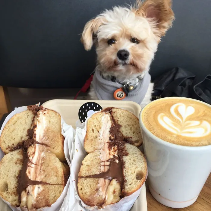 This Rescue Dog's Instagram Filled With Food Porn Is Your New Favorite Foodie