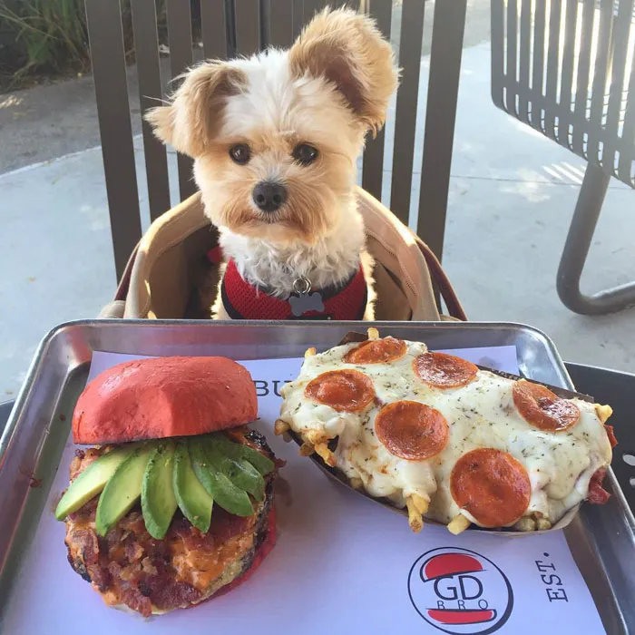 This Rescue Dog's Instagram Filled With Food Porn Is Your New Favorite Foodie
