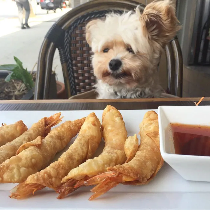 This Rescue Dog's Instagram Filled With Food Porn Is Your New Favorite Foodie