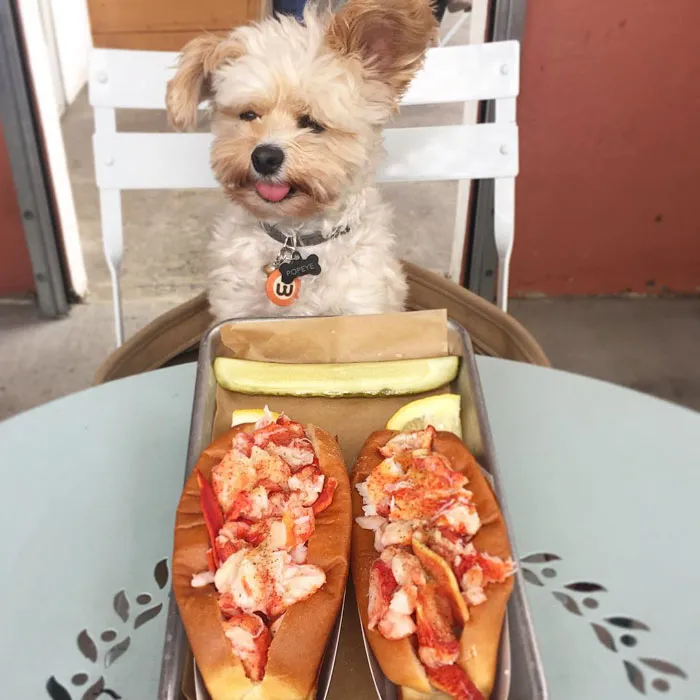 This Rescue Dog's Instagram Filled With Food Porn Is Your New Favorite Foodie