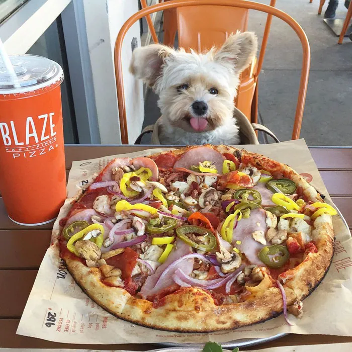 This Rescue Dog's Instagram Filled With Food Porn Is Your New Favorite Foodie