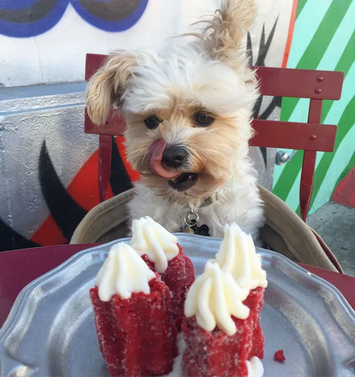 This Rescue Dog's Instagram Filled With Food Porn Is Your New Favorite Foodie