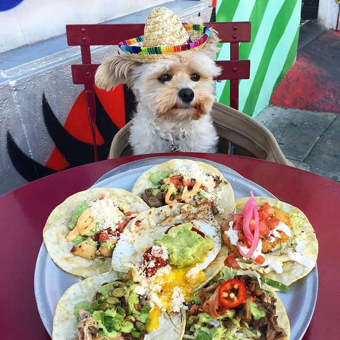 This Rescue Dog's Instagram Filled With Food Porn Is Your New Favorite Foodie