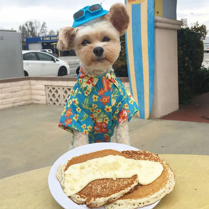 This Rescue Dog's Instagram Filled With Food Porn Is Your New Favorite Foodie