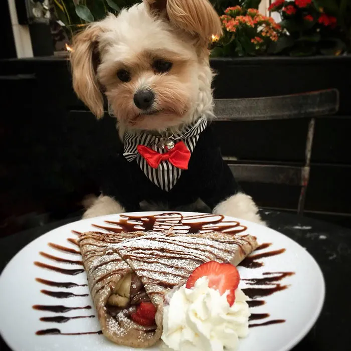 This Rescue Dog's Instagram Filled With Food Porn Is Your New Favorite Foodie