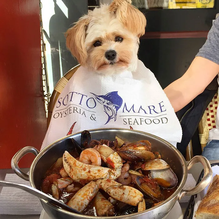 This Rescue Dog's Instagram Filled With Food Porn Is Your New Favorite Foodie
