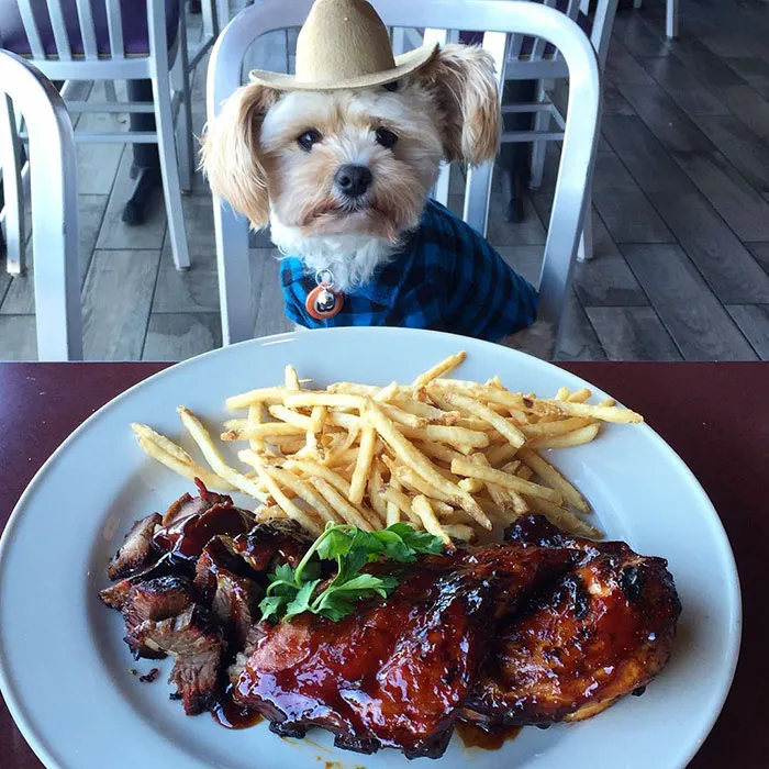 This Rescue Dog's Instagram Filled With Food Porn Is Your New Favorite Foodie