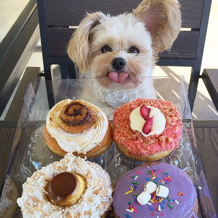 This Rescue Dog's Instagram Filled With Food Porn Is Your New Favorite Foodie