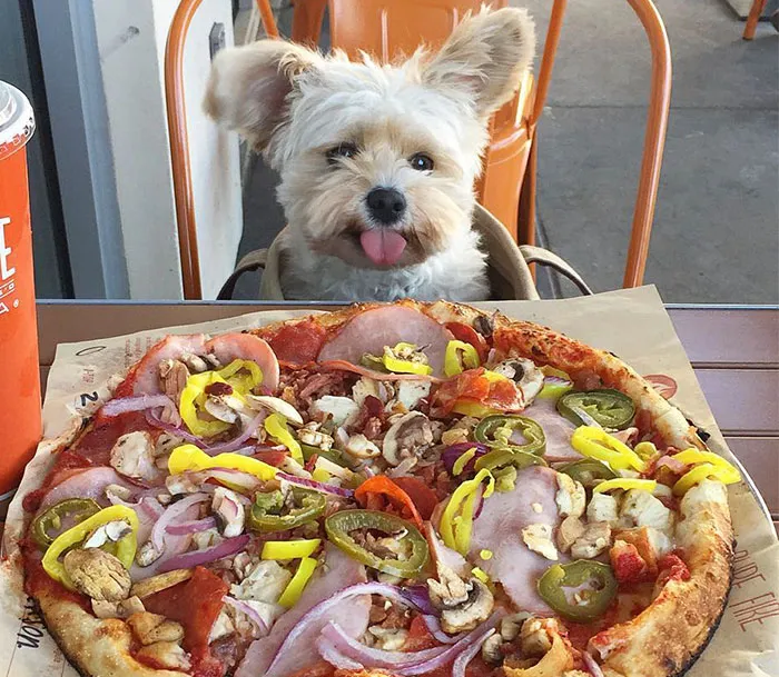 This Rescue Dog's Instagram Filled With Food Porn Is Your New Favorite Foodie