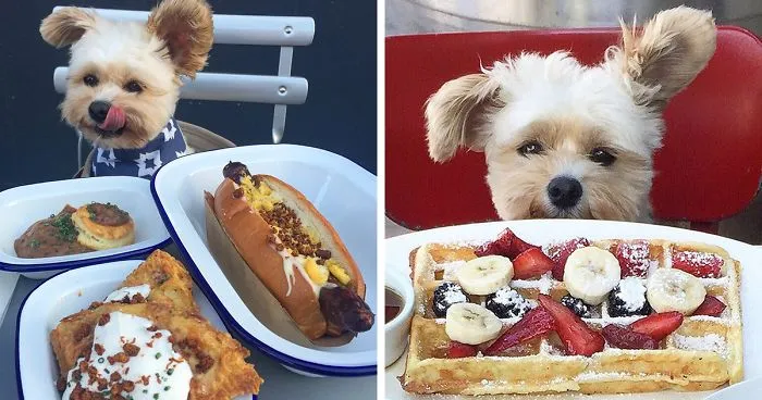This Rescue Dog's Instagram Filled With Food Porn Is Your New Favorite Foodie