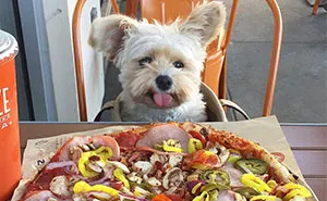 This Rescue Dog's Instagram Filled With Food Porn Is Your New Favorite Foodie