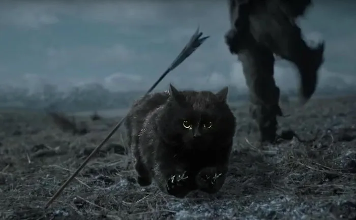 At Least The Cat Zig-zagged