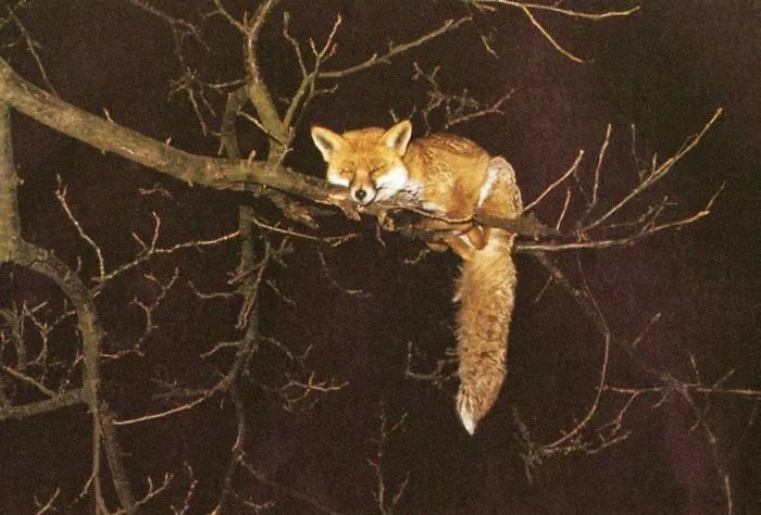 No Storie, Just A Lovely Picture.