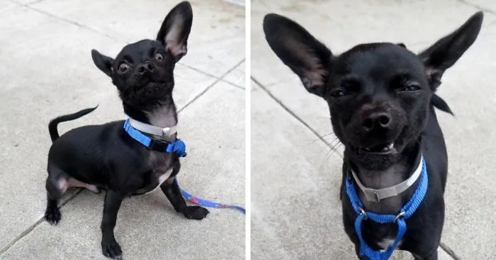 Dog Put Up For Adoption Was Supposed To Impress Future Owners With A Photoshoot, This Is The Result