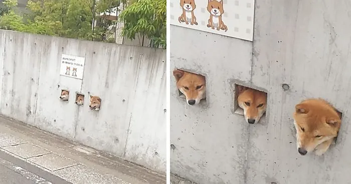 These Shiba Are Sticking Their Heads Out For Attention And It's The Cutest Thing Ever