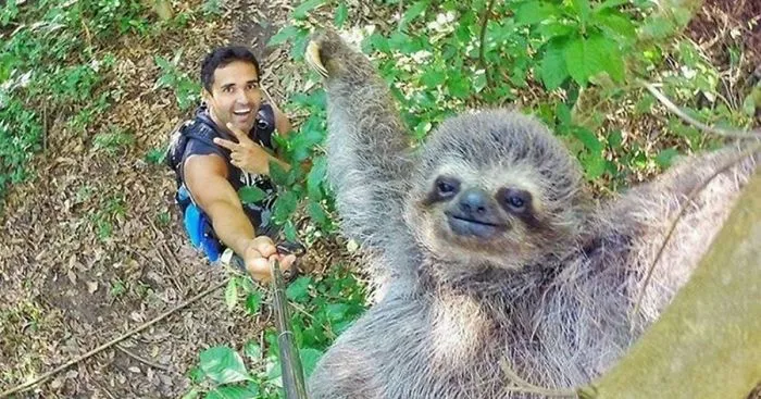 Sloth Selfie A.K.A Slofie