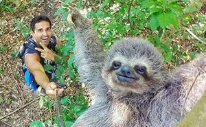 Sloth Selfie A.K.A Slofie