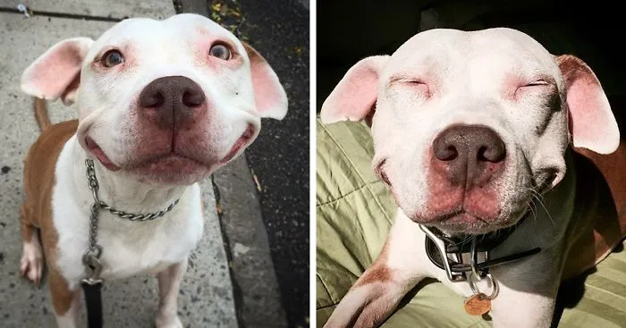 Stray Pit Bull Can't Stop Smiling After He Was Rescued From Street