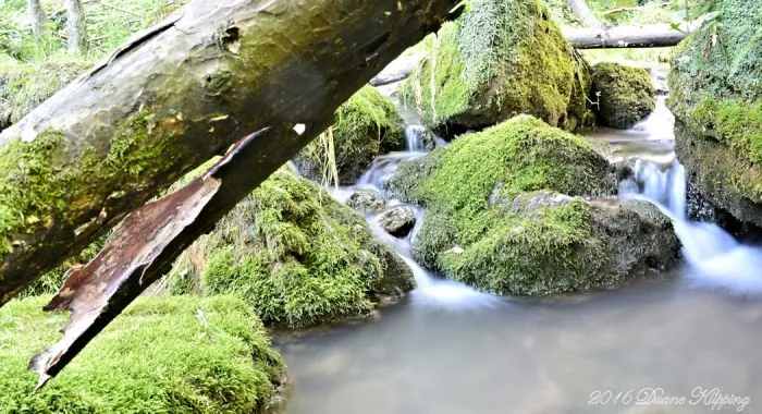 The Return To Mossy Glen