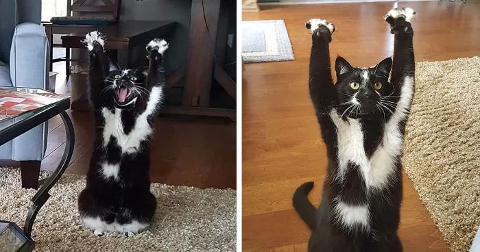 This Cat Keeps Putting Its Paws In The Air And Nobody Knows Why